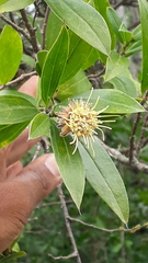 Dasyphyllum spinescens