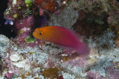 Oblique-Lined Dottyback photo 2