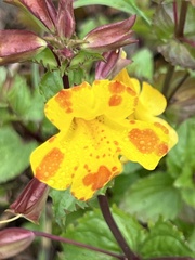Erythranthe × robertsii