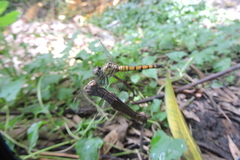 Brachydiplax farinosa