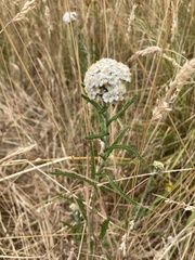 Achillea millefolium