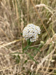 Achillea millefolium