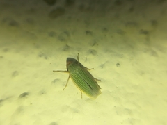 Xyphon reticulatum