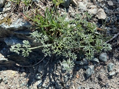 Lomatium cuspidatum