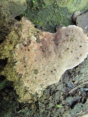 Nigroporus
