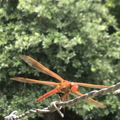 Libellula needhami