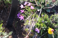 Primula angustifolia