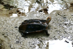 Platemys platycephala