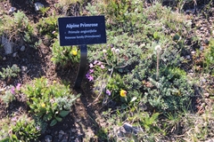 Primula angustifolia