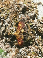 Pyrausta falcatalis