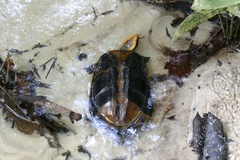Platemys platycephala
