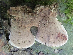 Nigroporus