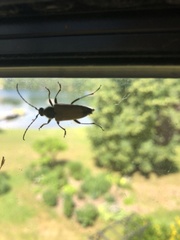 Stictoleptura canadensis