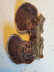 Nigroporus