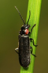 Cantharis tuberculata