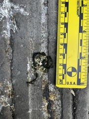 Columba livia domestica