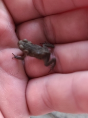 Bufo bufo