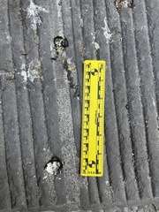 Columba livia domestica