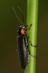 Cantharis tuberculata