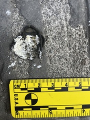 Columba livia domestica