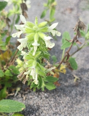 Stachys annua