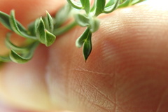 Lomatium cuspidatum