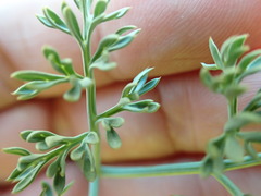 Lomatium cuspidatum