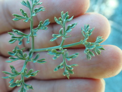 Lomatium cuspidatum