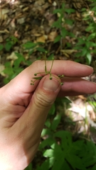 Hieracium paniculatum