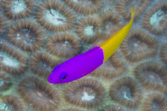 Royal Dottyback photo 2