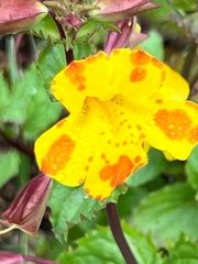 Erythranthe × robertsii