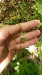 Hieracium paniculatum