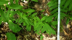 Hieracium paniculatum