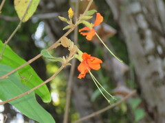 Helicteres brevispira