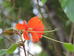 Helicteres brevispira