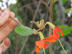 Helicteres brevispira