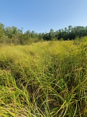 Carex striata