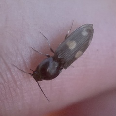 Paracardiophorus