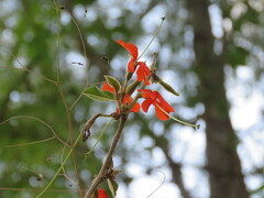 Helicteres brevispira