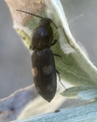 Paracardiophorus