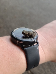 Bufo bufo