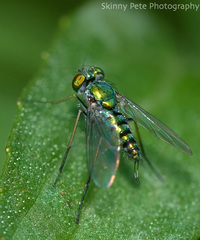 Condylostylus graenicheri