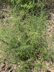 Cycloloma atriplicifolium