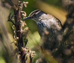 Bradypterus baboecala
