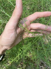 Cycloloma atriplicifolium