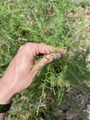 Cycloloma atriplicifolium