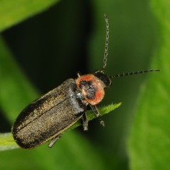 Atalantycha dentigera