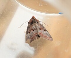 Mesoligia literosa