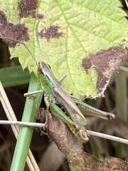 Pseudochorthippus parallelus