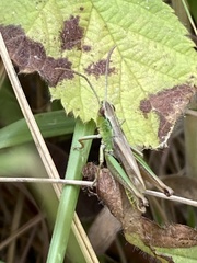 Pseudochorthippus parallelus